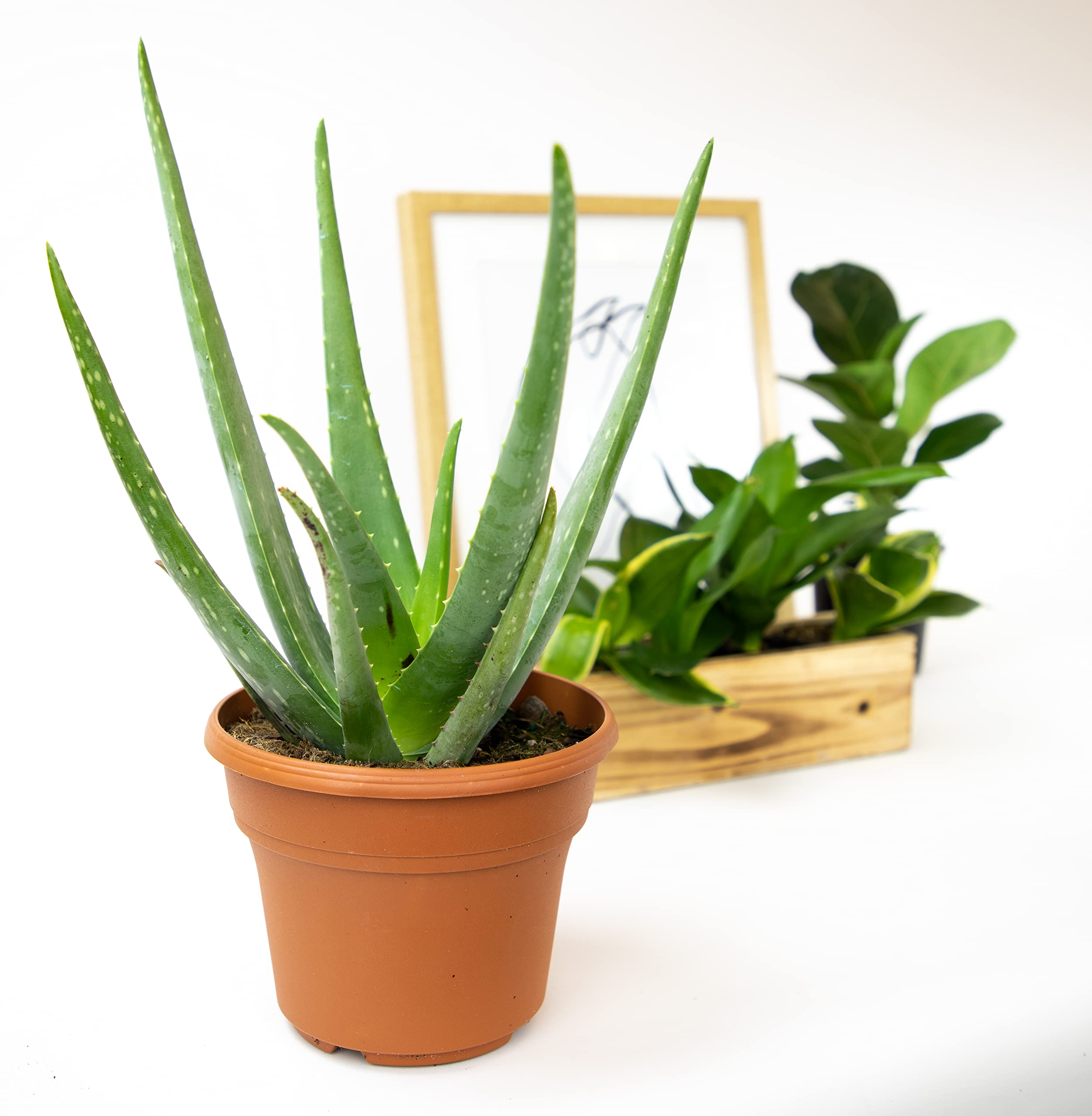 Live Aloe Vera Plant (6 inch) - Indoor Succulent Houseplant for Home, Office & Gifts | Air Purifying, Low Maintenance, Pet-Friendly by Plants for Pets
