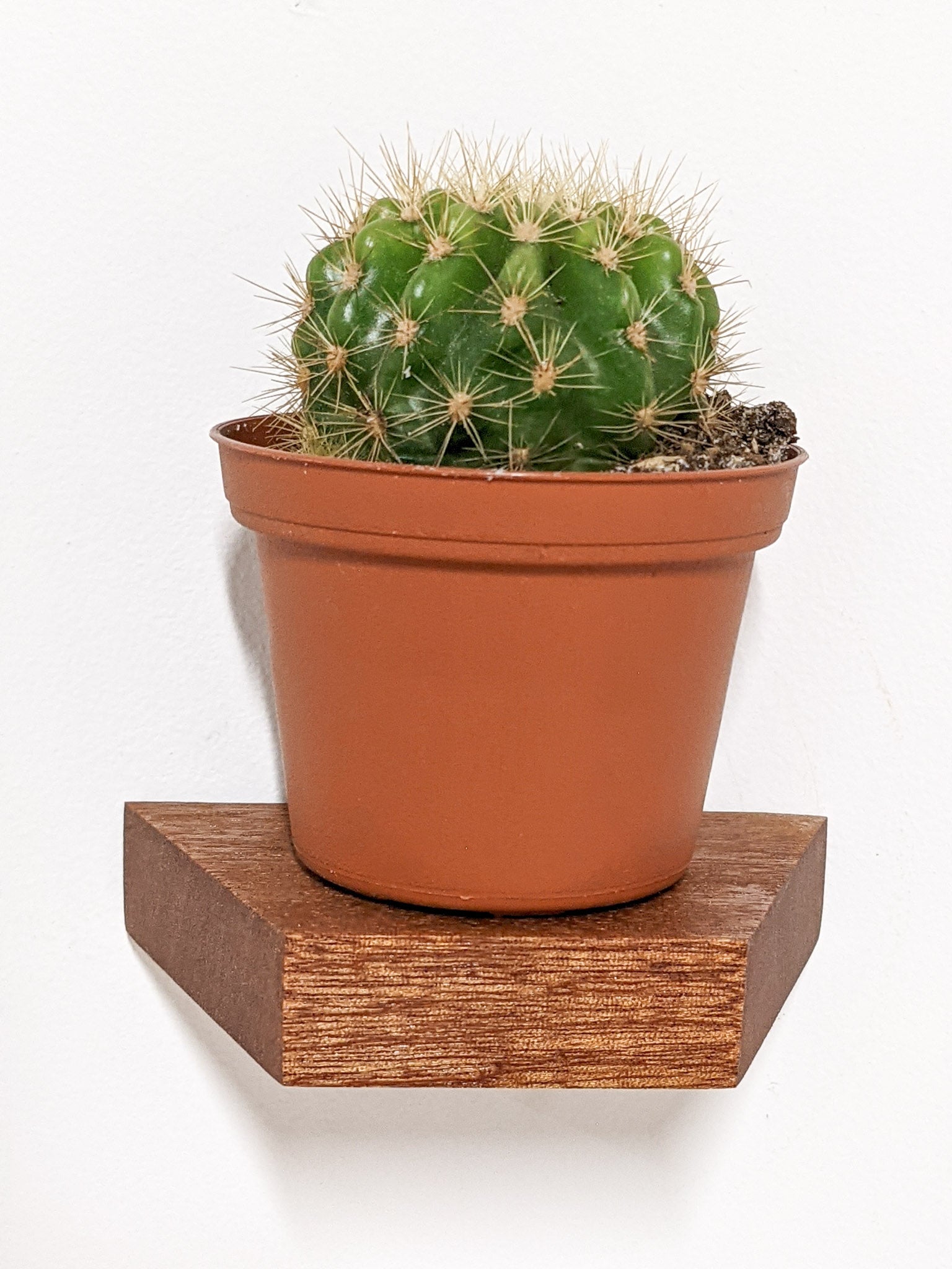 Stylish Mahogany Small Trapezoid Display Shelf - Perfect for Home Decor, Retail Stores & Office Organization