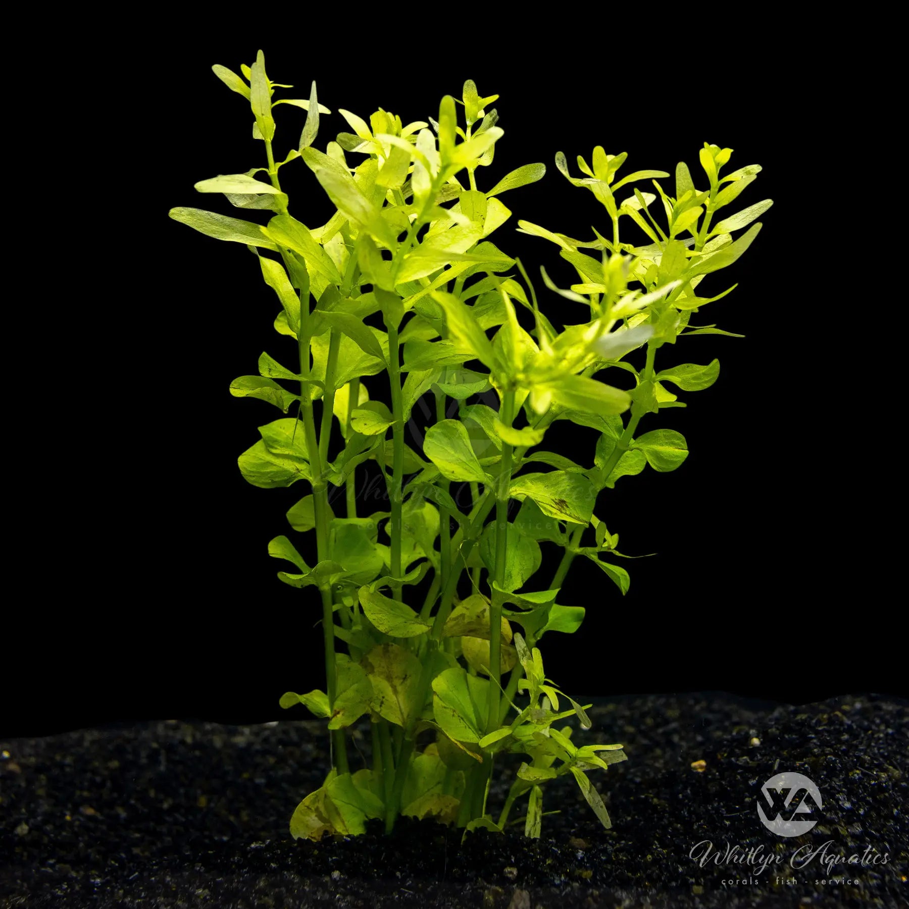 Rotala Indica Green Aquatic Plant for Freshwater Aquariums - Perfect for Aquascaping, Fish Tanks, and Planted Aquariums