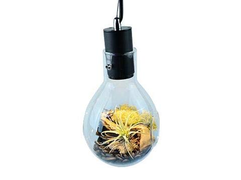 Hanging Glass Terrarium with LED Lights - Decorative Plant Display for Home, Office, or Wedding Decor