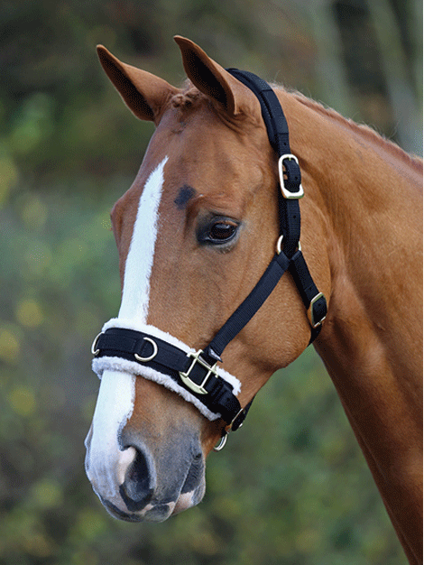 Premium Fleece Lined Lunge Cavesson for Horses - Soft & Comfortable Training Aid - Perfect for Winter Riding, Lunging, and Groundwork Sessions