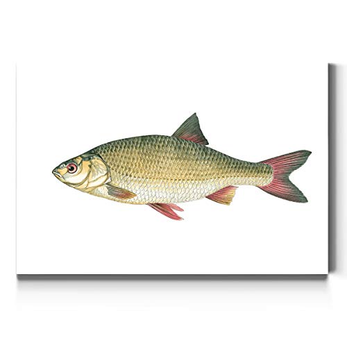 Antique Fish (2) - Common Rudd