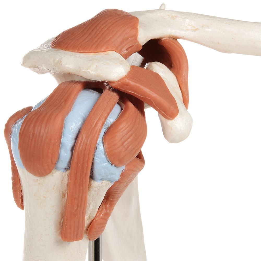 Premium Shoulder Joint Model - Anatomically Accurate Medical & Educational Tool for Students, Doctors & Physical Therapists - Perfect for Classroom, Clinic & Home Study