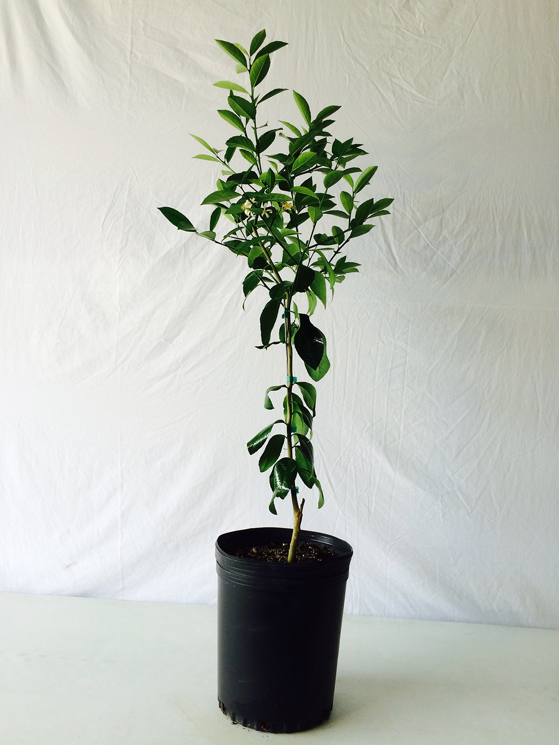 3-4 Foot Owari Satsuma Mandarin Orange Tree in 3.5-Gallon Pot - Sweet Fruit Bearing Citrus Plant for Home Garden, Patio & Indoor Decor