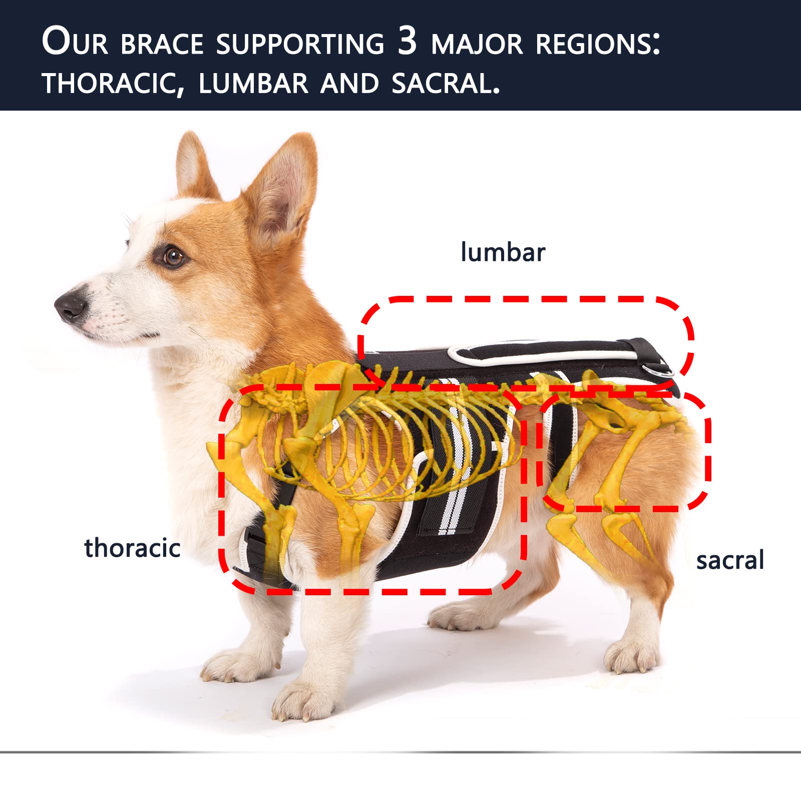 Dog Back Brace for IVDD, Arthritis & Back Pain Relief - Support Harness for Dachshunds & Small Dogs - Post-Surgery Recovery & Rehabilitation Aid - Perfect for Walking, Playing & Daily Mobility Support