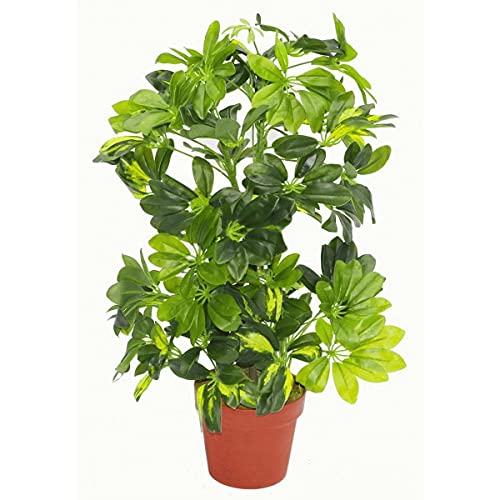 Variegated Bush