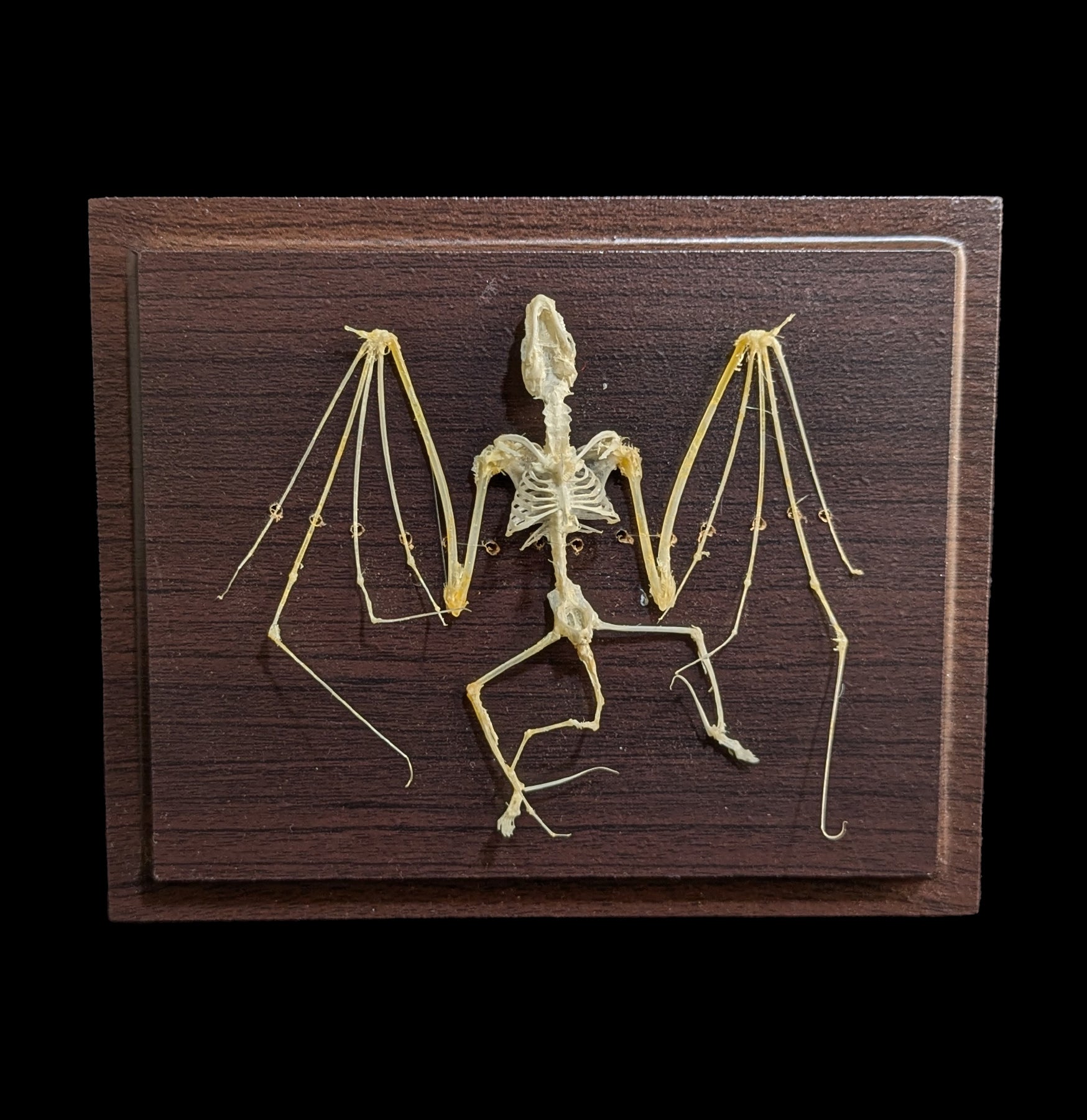 Realistic Articulated Bat Skeleton - Halloween Decor, Science Classroom Display & Gothic Home Decor - Perfect for Halloween Party, Biology Education & Spooky Room Decor