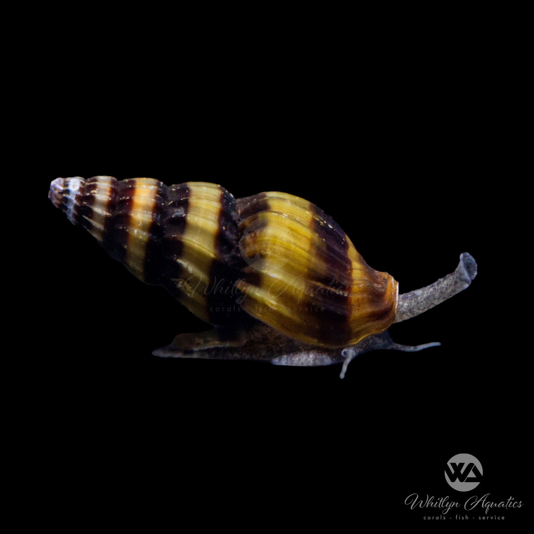 Assassin Snail (Clea Helena) - Natural Aquarium Pest Control for Freshwater Tanks | Perfect for Shrimp Tanks, Community Aquariums & Algae Control