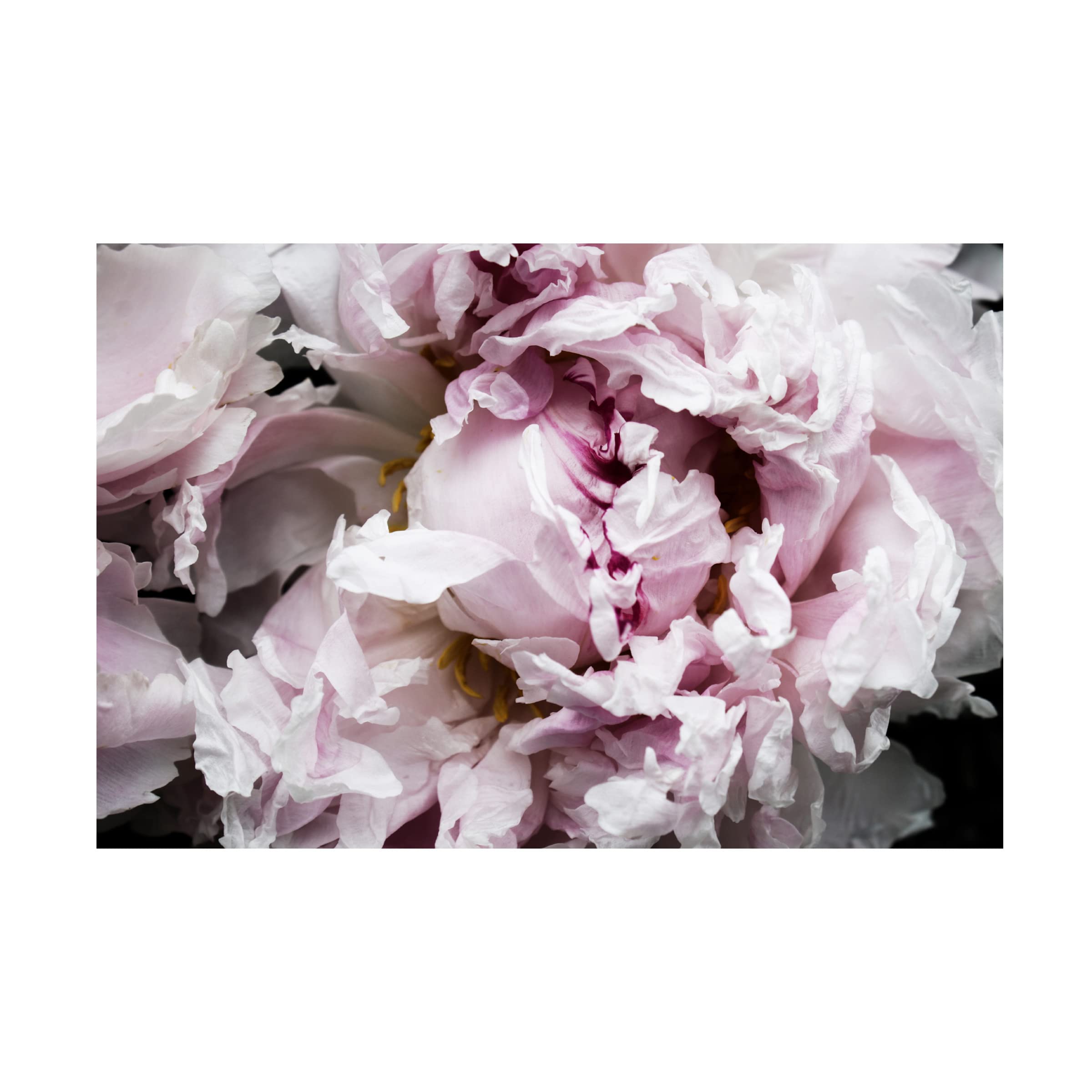 Irena Orlov Pink Peony Passion II Canvas Wall Art - Floral Home Decor for Living Room, Bedroom & Office - Handmade Oil Painting Reproduction on Gallery Wrapped Canvas
