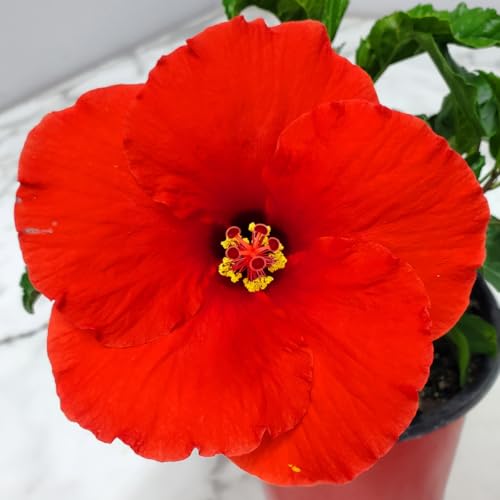 Yoder Red