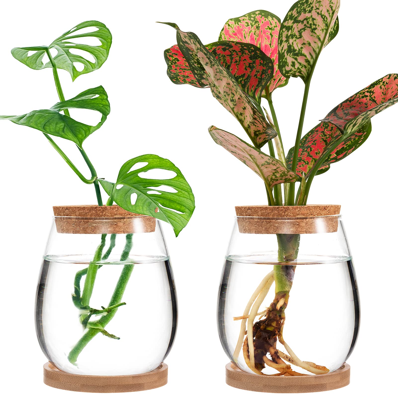 2-Pack Glass Hydroponic Propagation Station - Water Drop Shaped Plant Terrarium with Separated Tray, Indoor Gardening Gifts for Women & Plant Lovers - Perfect for Windowsill Decor, Herb Growing, and Home Office Plant Propagation