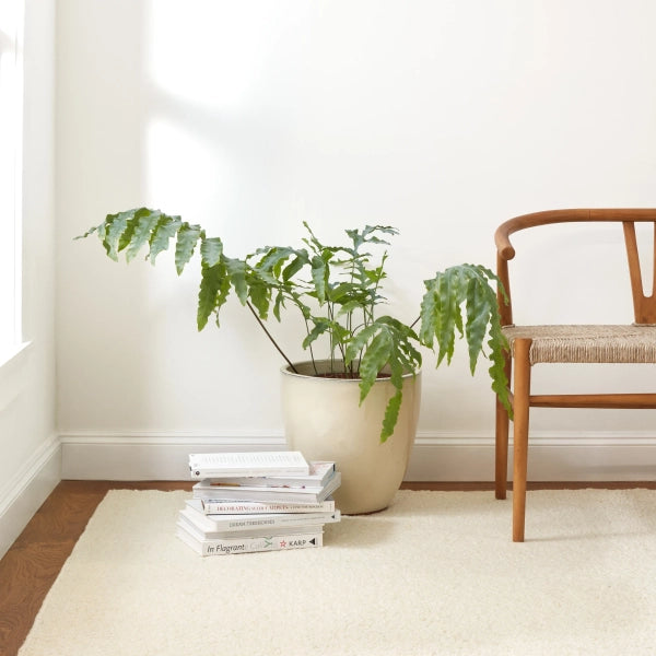 Dash & Albert Holmstead Ivory Handwoven Wool Rug - Soft & Durable Area Rug for Living Room, Bedroom, or Office - Perfect for Home Decor & Cozy Spaces