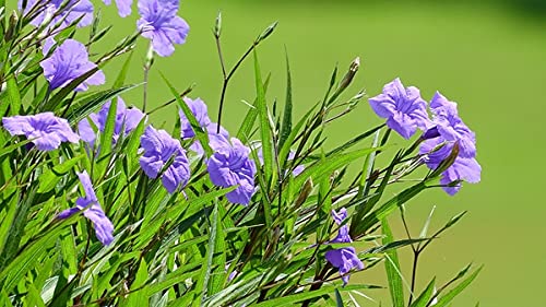 6 Mexican Petunia Plants - Ruellia Brittoniana Purple Flowering Perennial | Well-Rooted Live Ornamental Plants for Garden Borders, Landscaping & Container Gardening