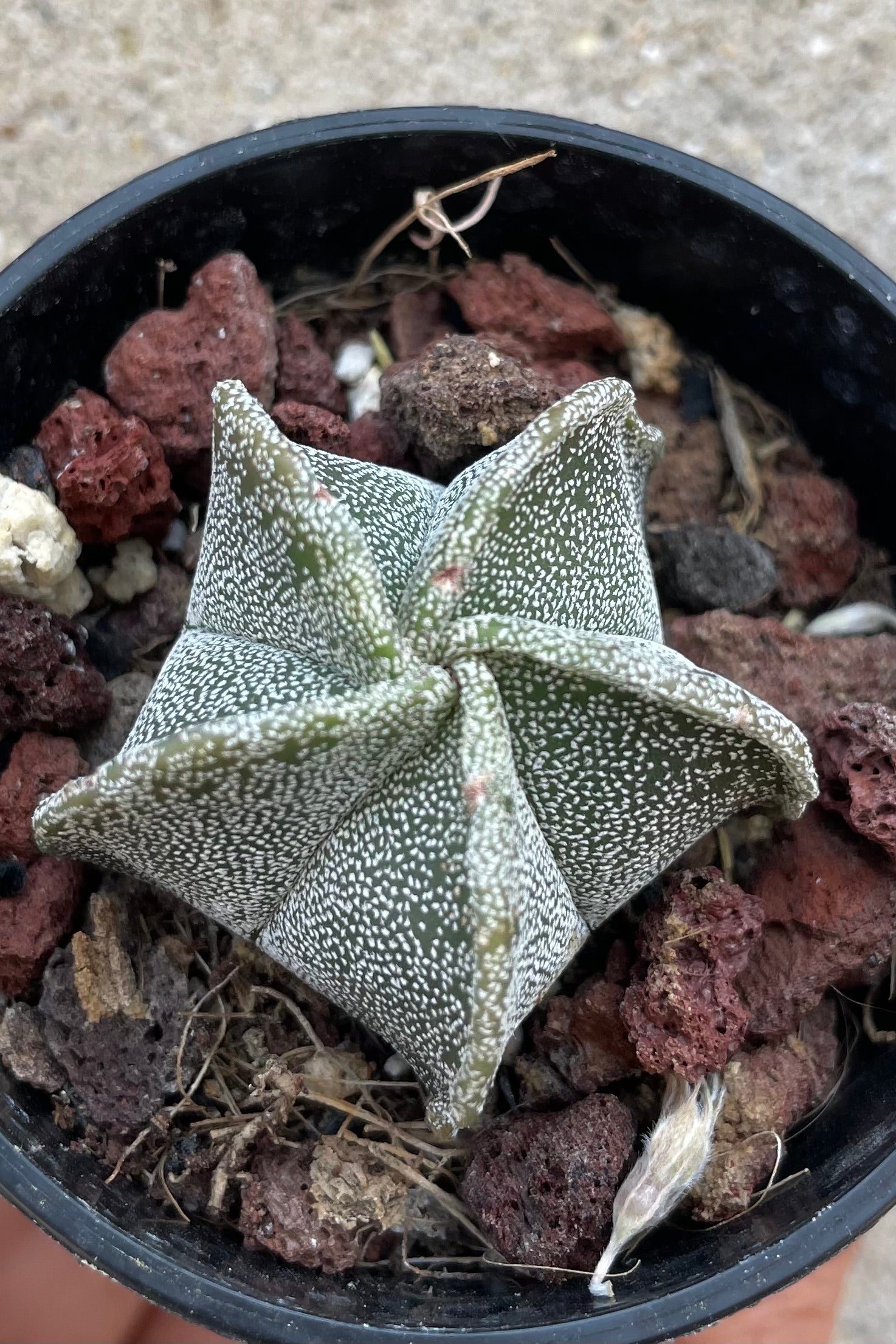 Bishop's Cap Cactus (Astrophytum myriostigma) - 2 Inch Live Rare Succulent Plant for Home Decor, Office Desk, or Gift