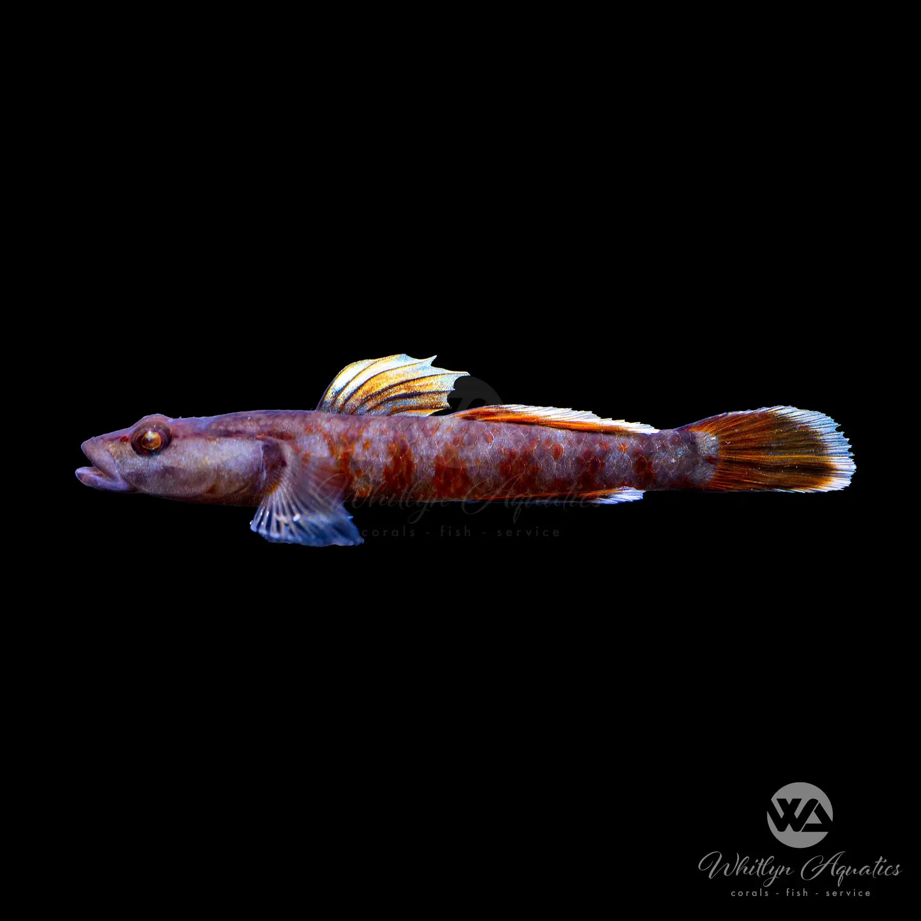 Scarlet Goby (Rhinogobius zhoui) - Freshwater Aquarium Fish for Nano Tanks, Planted Aquariums & Fish Tanks - Perfect for Beginners & Aquatic Enthusiasts