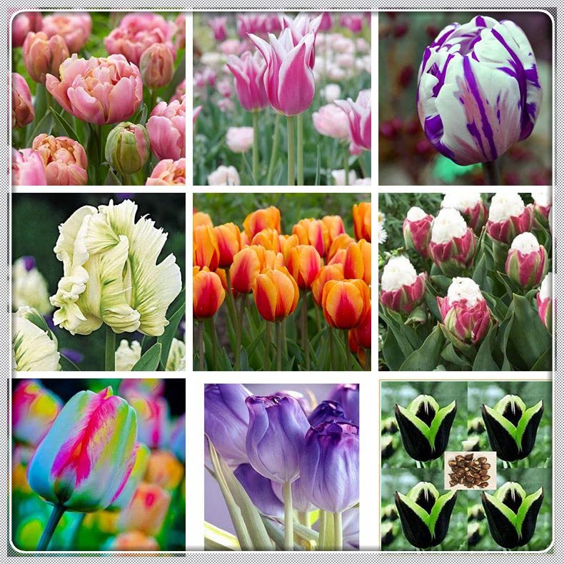 Premium Double Tulip Bulbs - 5 Pack for Indoor/Outdoor Planting, Home Decor, Garden Landscaping & Gift Giving - Perennial Flowering Plants for Birthday, Wedding & Spring Celebrations