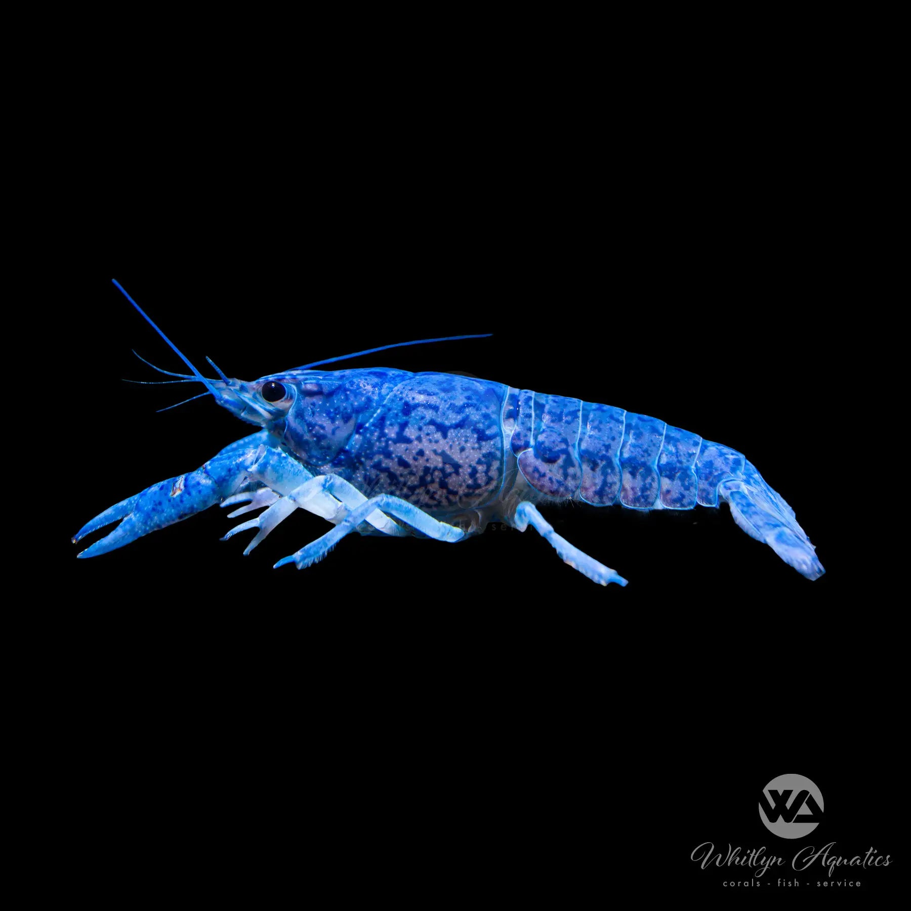 Blue Crayfish (Procambarus alleni) - Freshwater Aquarium Lobster for Fish Tanks, Aquatic Pets & Home Decoration | Perfect for Aquascaping, Breeding & Educational Use