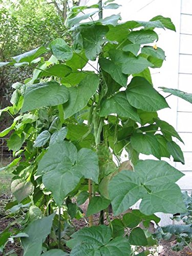 Kentucky Wonder Pole Beans - Non-GMO Super Seeds (1 LB Bulk Pack) for Home Gardening, Vertical Trellis & Organic Farming