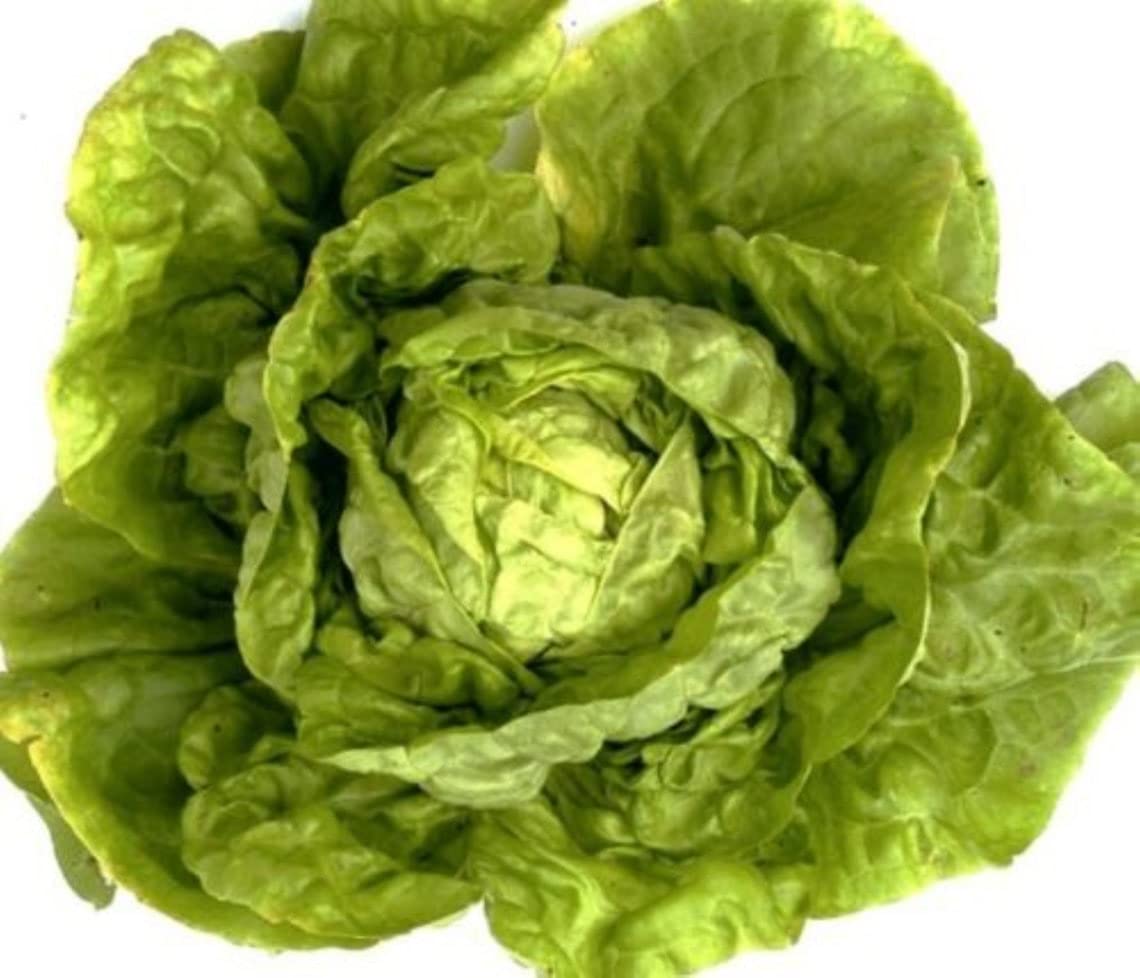 Organic Buttercrunch Lettuce Heirloom Seeds - Non-GMO, 56,000 Seeds (2 oz) for Home Gardening, Hydroponics & Fresh Salads - B240 Variety