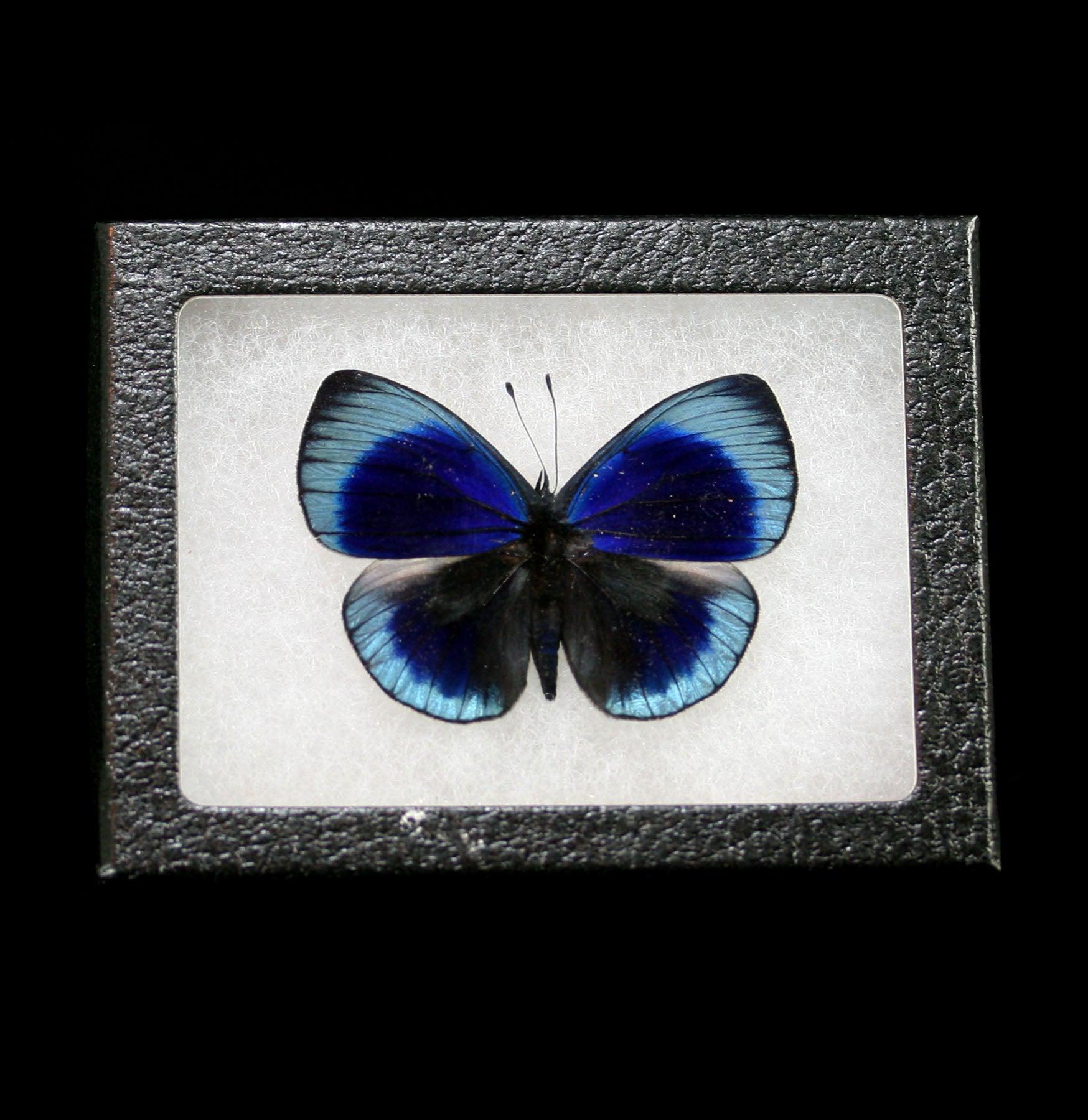 Mounted Asterope Leprieuri Butterfly Specimen - Rare Tropical Butterfly Display for Home Decor, Entomology Collections & Educational Use