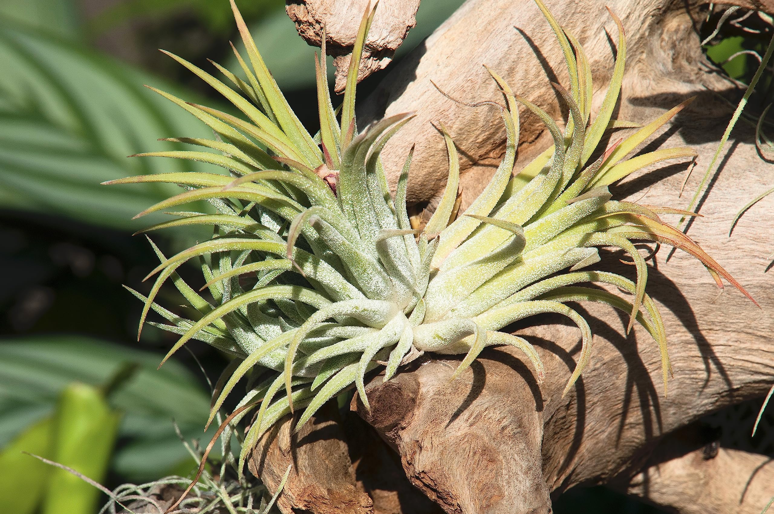 Live Ionantha Tillandsia Air Plants (10 Pack) - Easy Care Indoor Houseplants for Terrariums, Plant Holders & Home Decor | Perfect for Offices, Gifts & DIY Garden Projects