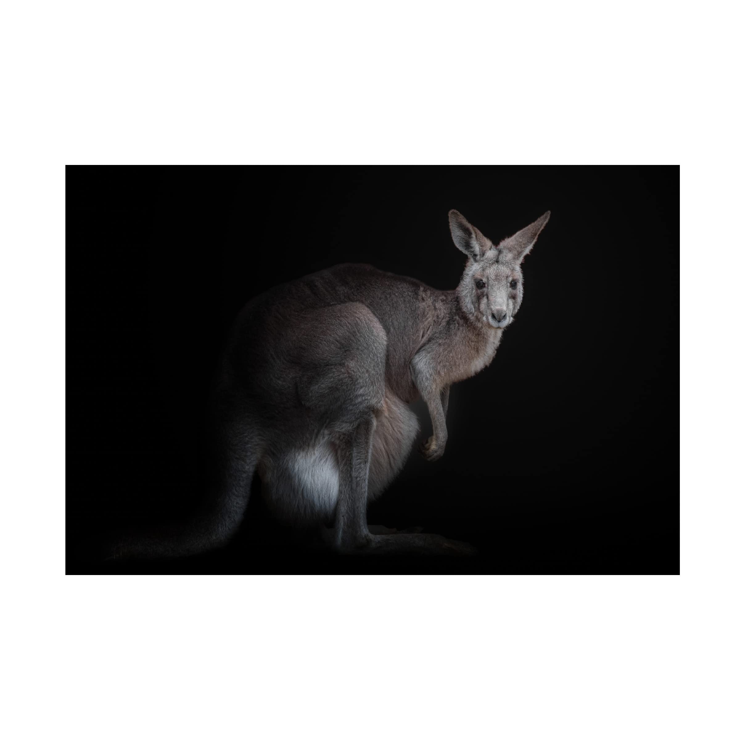 Trademark Fine Art 'Kangaroo' Canvas Wall Art Print by KaMerA - Perfect for Living Room, Bedroom & Office Decor
