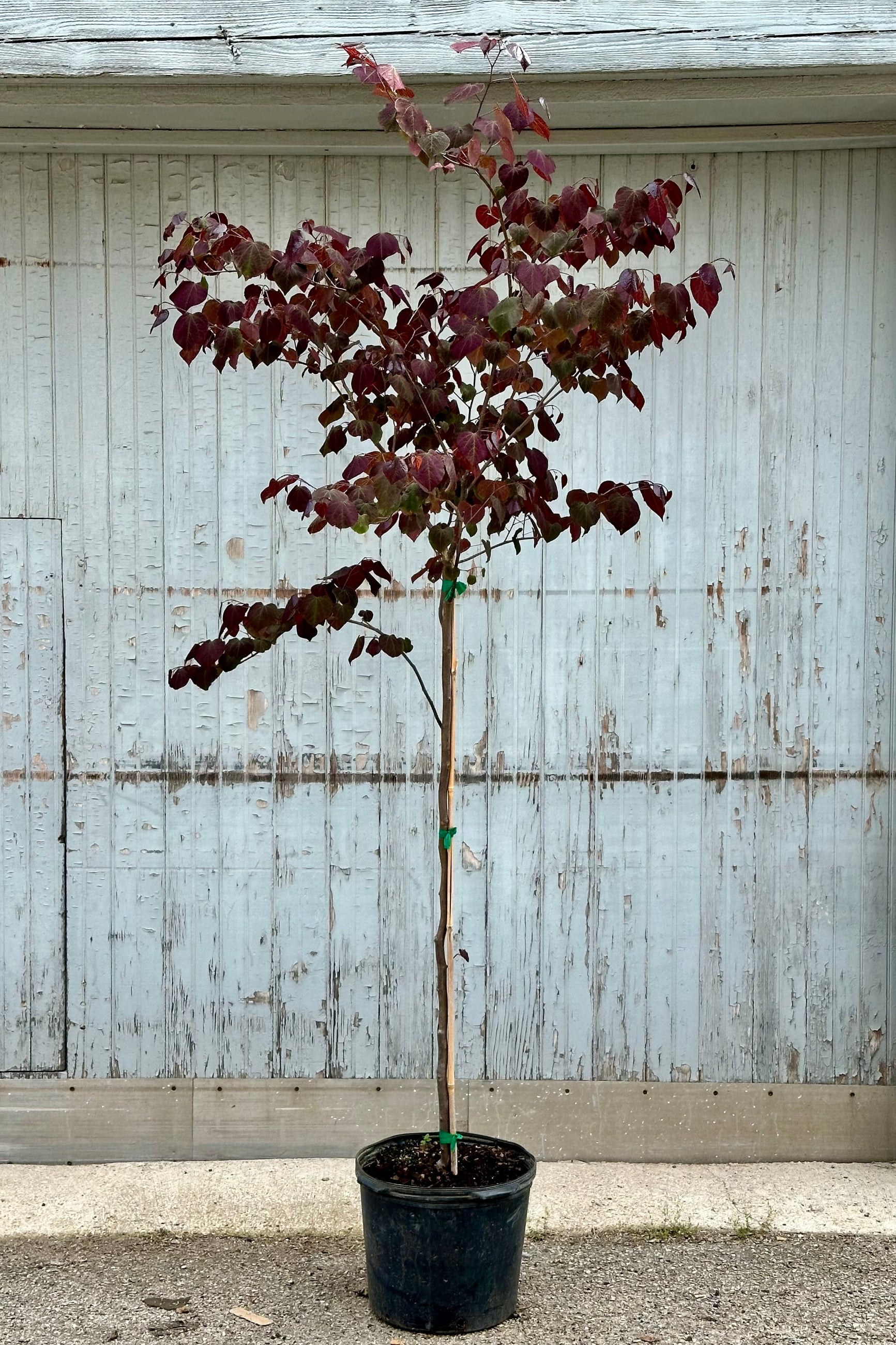 Forest Pansy Redbud Tree (Cercis canadensis) - #7 Container Size - Perfect for Landscaping, Gardens & Outdoor Decor