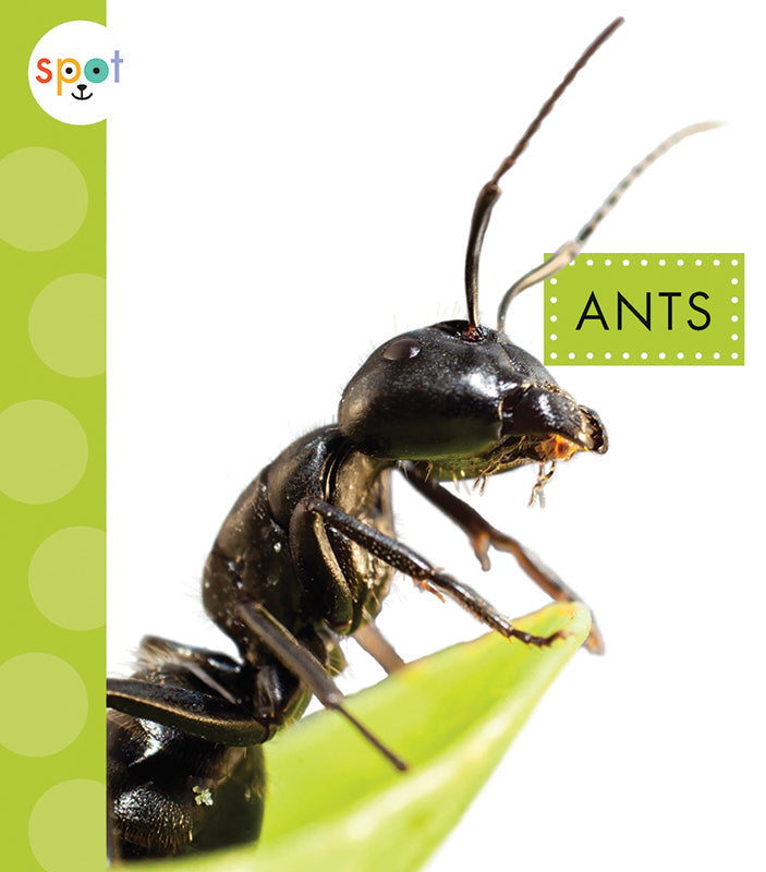 Premium Stainless Steel Ant Farm Kit - Educational Ant Habitat for Kids & Adults - Observe Live Ants in Transparent Gel - Perfect for Science Projects, Classroom, and Home Learning