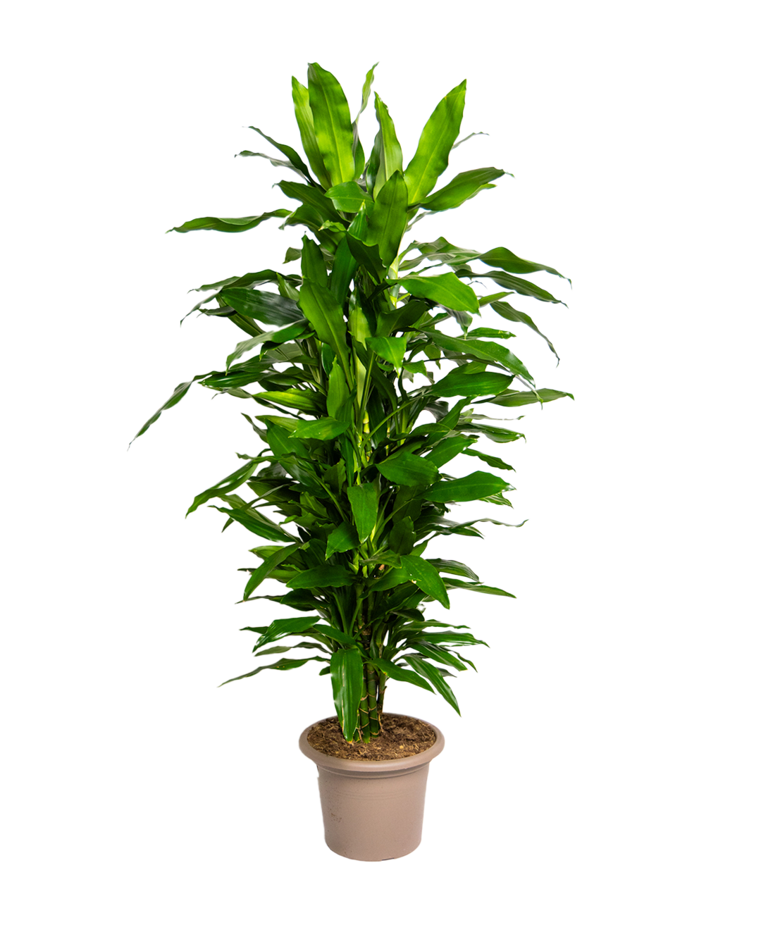 Dracaena Janet Lind Branch Bundle - Potted Indoor Plant for Home & Office Decor - Perfect for Living Room, Bedroom, and Workspace