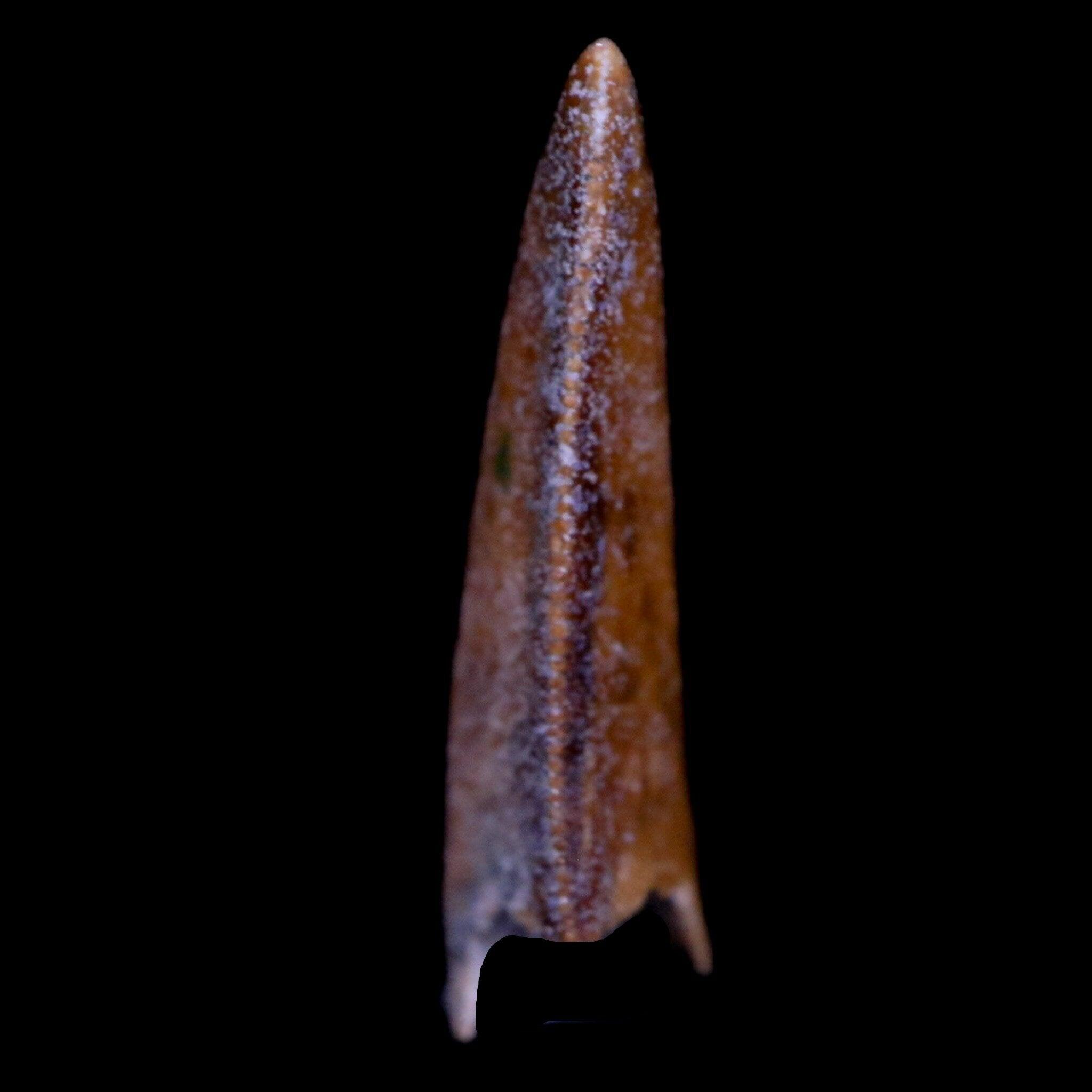 Authentic Majungasaurus Serrated Dinosaur Tooth Fossil from Madagascar - Cretaceous Period with COA - Perfect for Paleontology Collections & Educational Displays