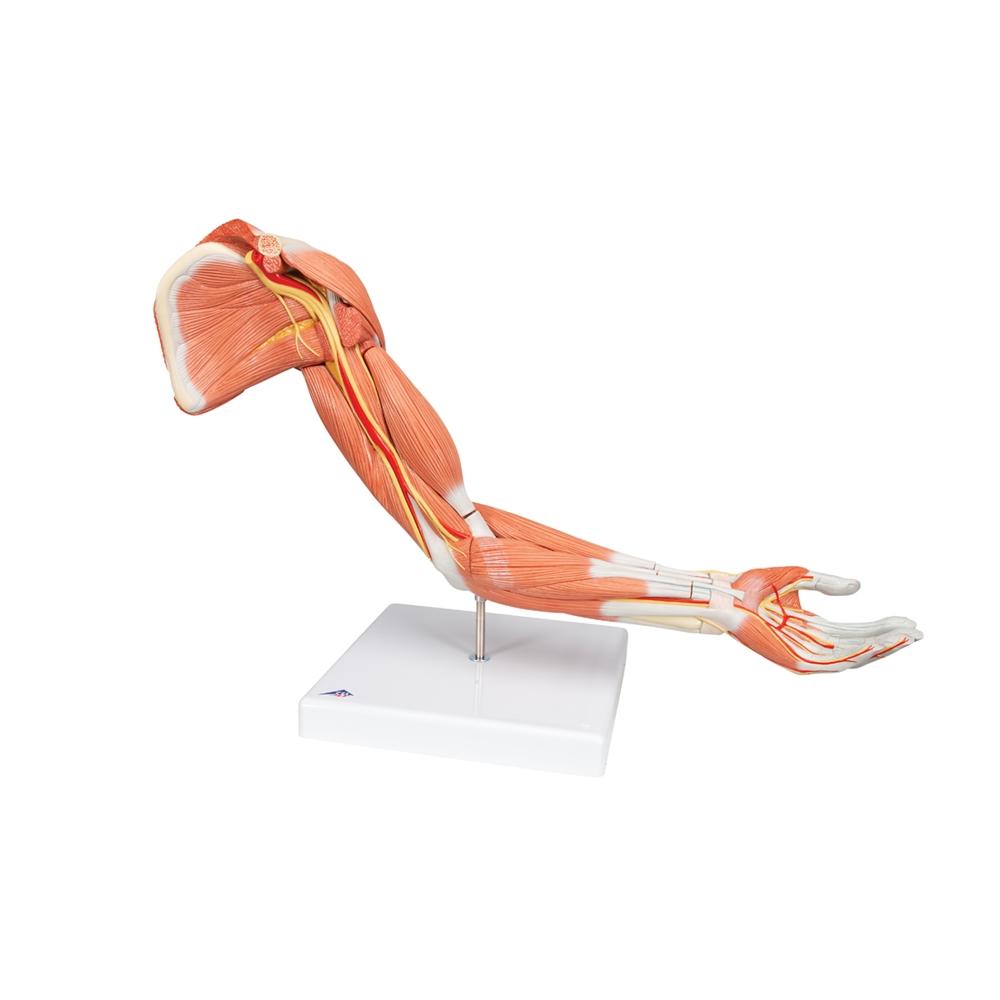 Premium 6-Part Deluxe Muscle Arm Anatomy Model - Ideal for Medical Students, Anatomy Study & Science Education