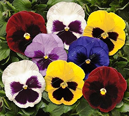 Viola Swiss Mix Pansy Seeds - Non-GMO Biennial Flowers for Outdoor Garden Planting & Cutting | Perfect for Flower Beds, Borders & Container Gardening
