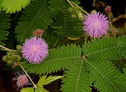 **Non-GMO Sensitive Plant Seeds (Mimosa Pudica) - Dwarf Touch-Me-Not Shameplant for Home Gardening, Indoor/Outdoor Planting, Kids Science Projects & Unique Gift Ideas**