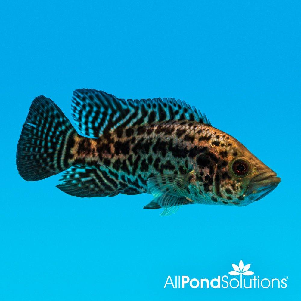 Jaguar Cichlid (Parachromis Managuensis) - 12cm Live Tropical Fish for Aquarium | Perfect for Large Cichlid Tanks & Exotic Fish Collections