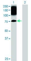 Anti-CIB4 Mouse Polyclonal Antibody (50µl) - High-Quality Research Antibody for Western Blot, Immunohistochemistry & ELISA - Ideal for Lab Research & Biomedical Studies