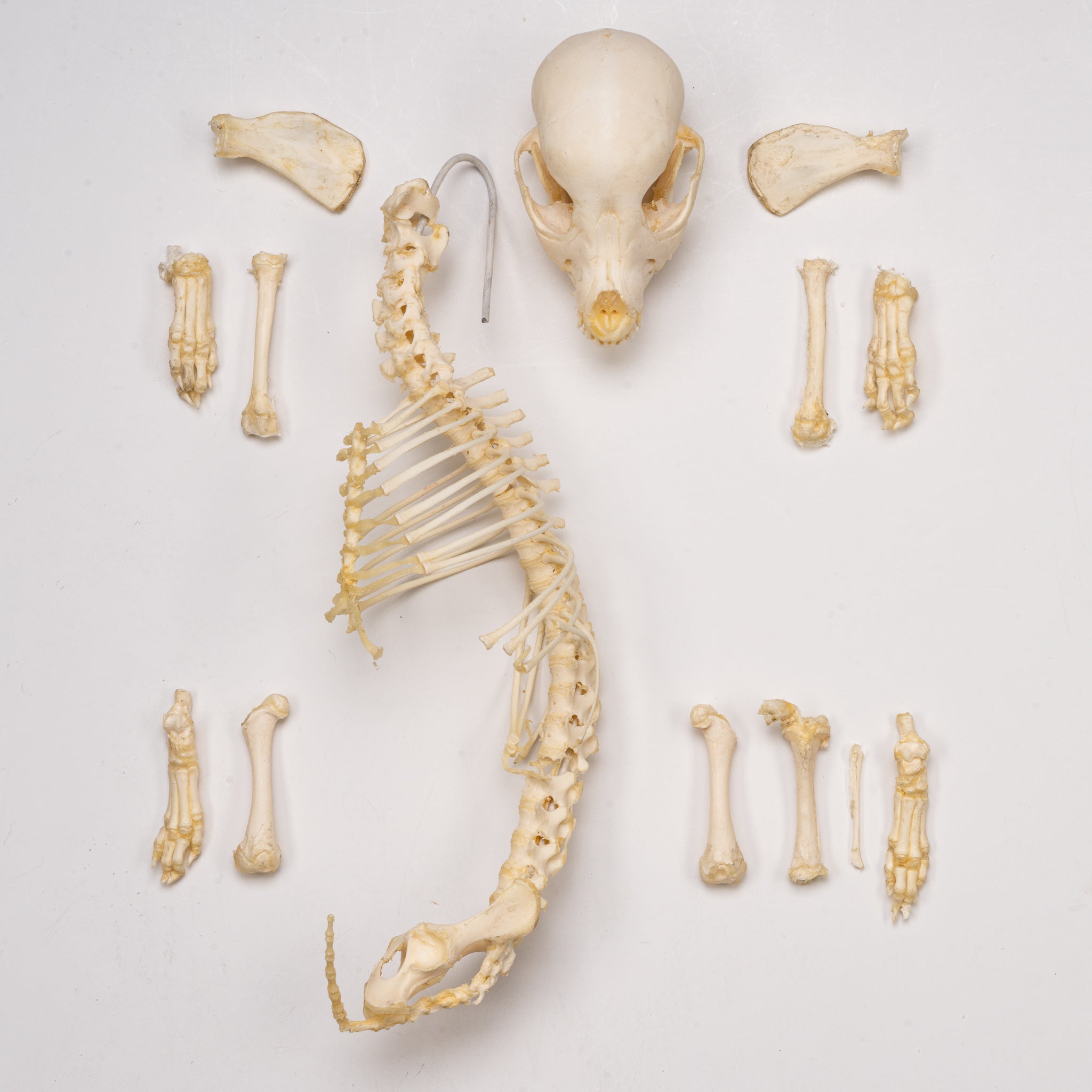 Real Domestic Dog Skeleton Partial - Authentic Canine Bone Specimen for Veterinary Study, Anatomy Education & Halloween Decor