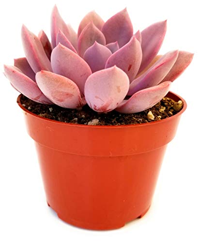 Graptoveria debbie