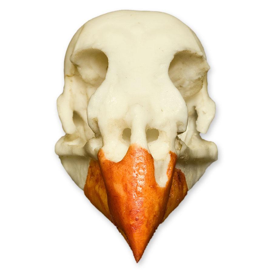 Authentic Replica Northern Cardinal Skull - Handcrafted Bird Skull Model for Home Decor, Gothic Display & Taxidermy Collection - Perfect for Halloween, Dark Academia & Nature Lovers