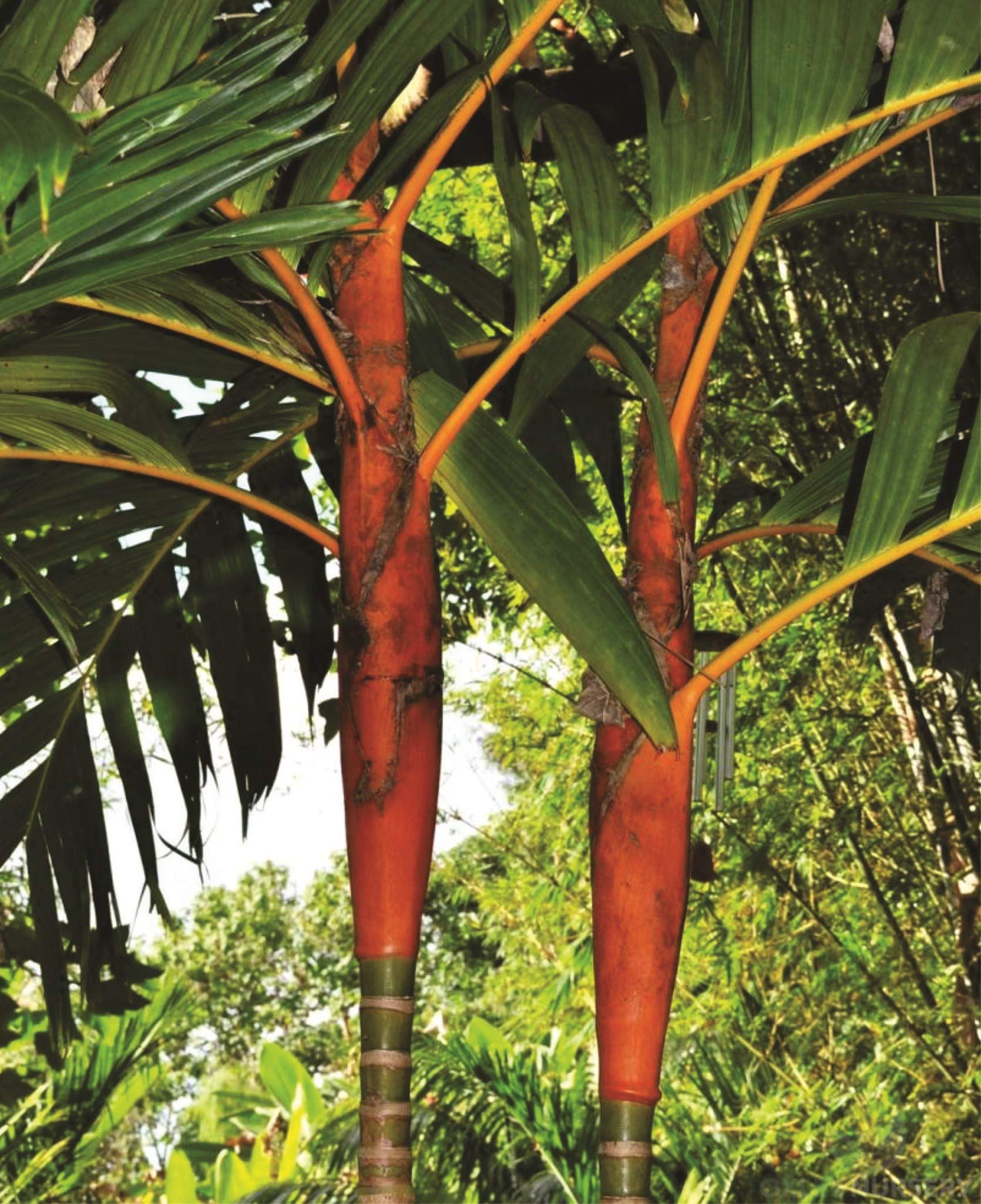 Orange Crownshaft Palm Tree (Areca Vestiaria) - 5 Live Plants in 4 Inch Pots - Rare Florida Ornamental Palms for Tropical Landscaping, Indoor Decor & Garden Centerpiece