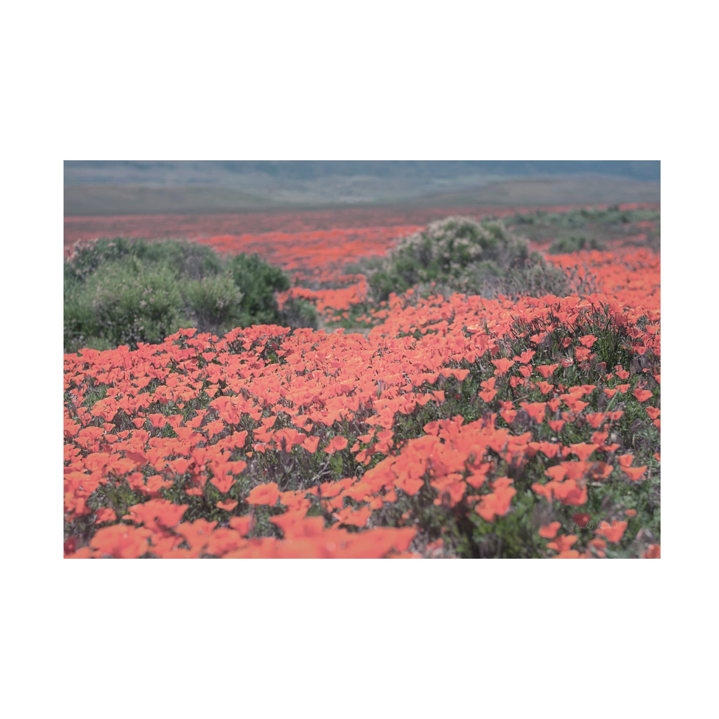 Trademark Fine Art 'California Blooms II' Canvas Wall Art by Elizabeth Urquhart - Floral Painting for Living Room, Bedroom & Office Decor
