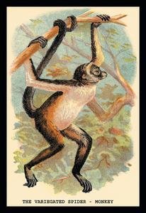 Variegated Spider-Monkey Fine Art Giclee Canvas Print - 20x30 Inches - Premium Wall Decor for Living Room, Bedroom & Office - Buyenlarge Wildlife Art Collection