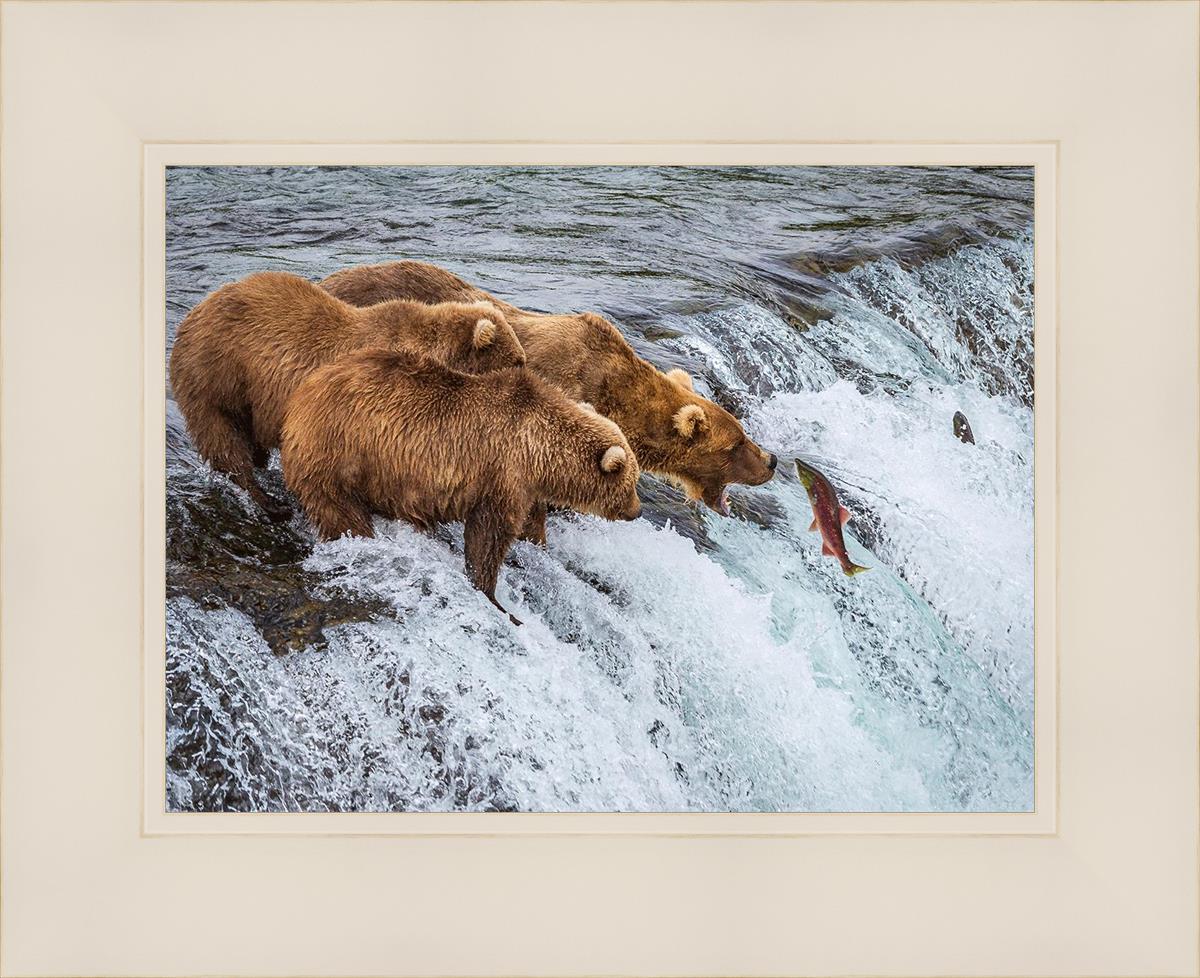 Grizzly Bears Catching Salmon at Katmai National Park Brooks Falls Alaska - Wildlife Photography & Nature Adventure Travel