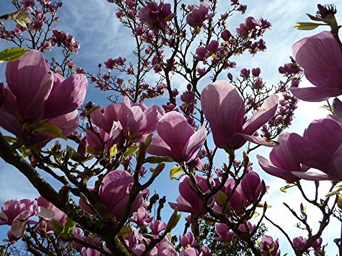 20x30 Inch Laminated Spring Flowers Nature Purple Magnolia Tree Poster - Vibrant Colors & High-Quality Print - Perfect for Living Room, Bedroom & Office Wall Decor