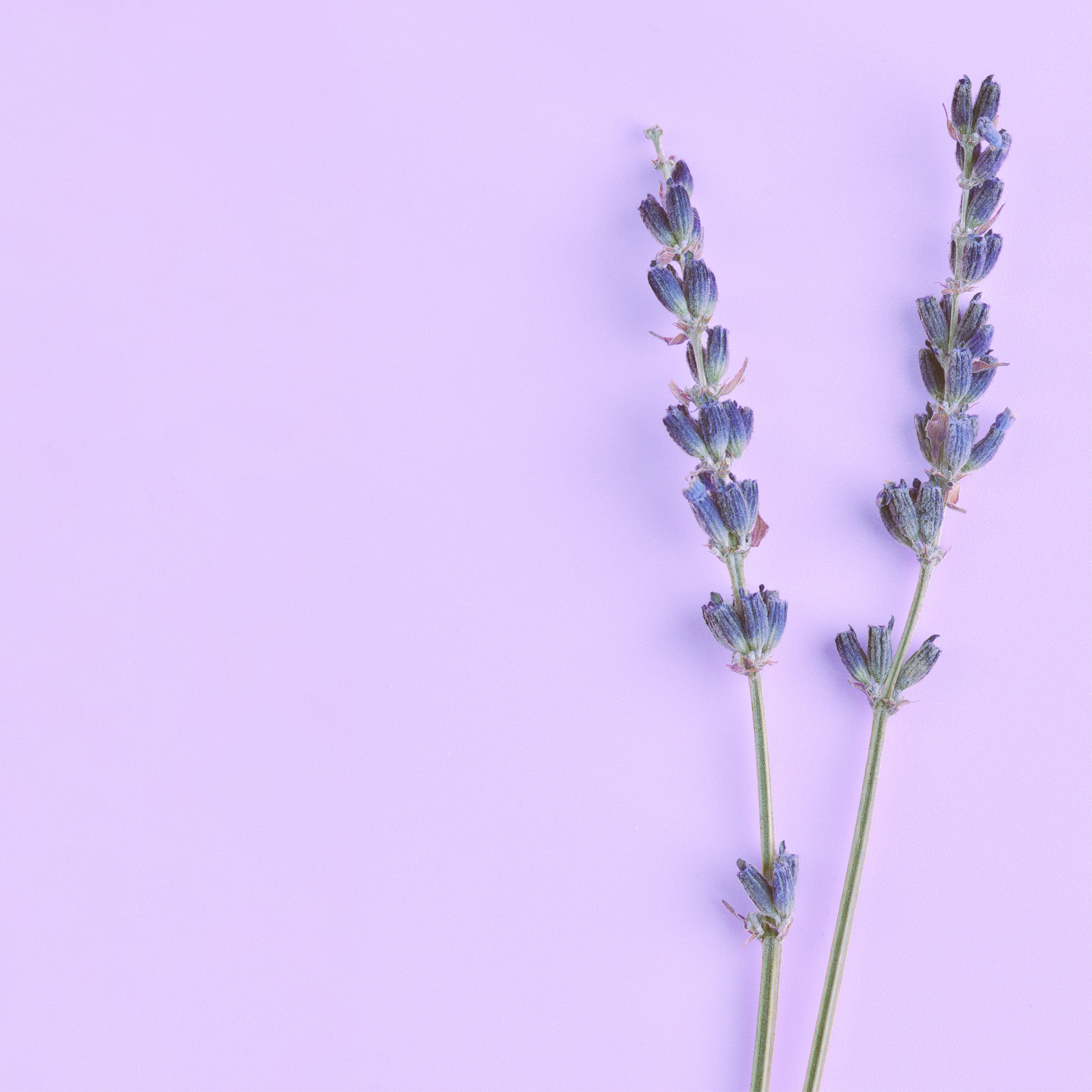 NO. 46 Premium Lavender Fragrance Oil for Aromatherapy - Relaxing Essential Oil for Home, Office & Spa Use with Cold Air Diffusers