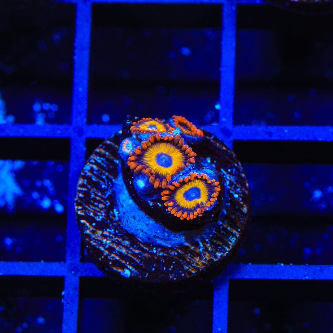 Colorful Fruitloops Zoanthids Coral for Saltwater Aquariums - Perfect for Reef Tanks & Marine Displays