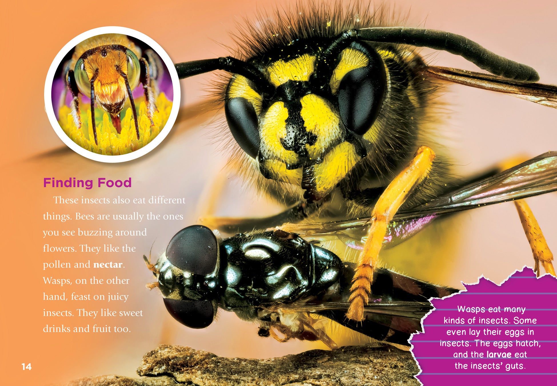 Bee vs Wasp: How to Tell the Difference - Insect Identification Guide for Gardeners & Outdoor Enthusiasts