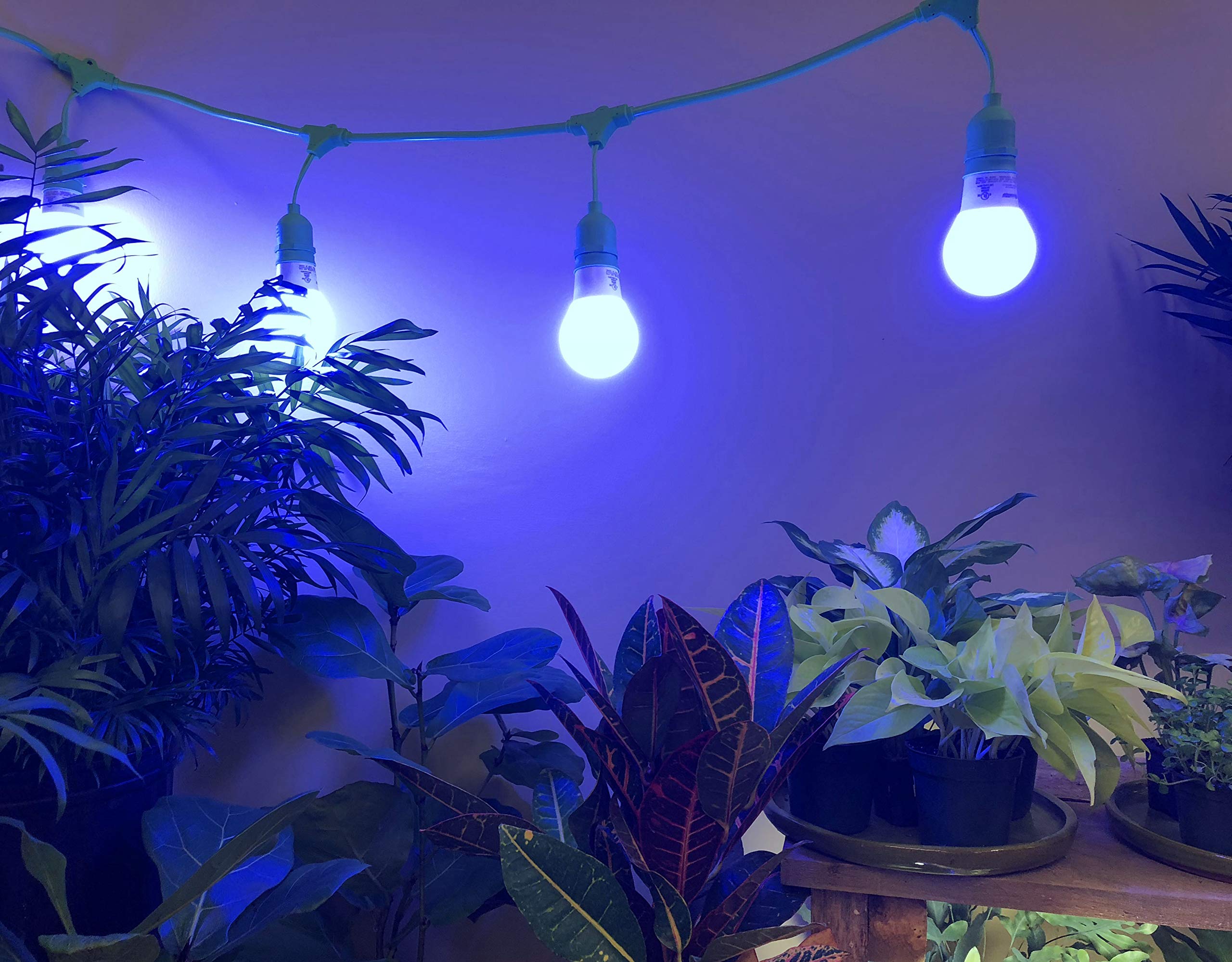 Miracle LED Greenhouse in a Box Grow Light Kit - 8x 11W Blue Spectrum Daylight Bulbs & 2x 4-Socket Corded Fixtures for Indoor Plants | Energy Efficient Hydroponic Gardening, Seed Starting & Year-Round Herb Cultivation