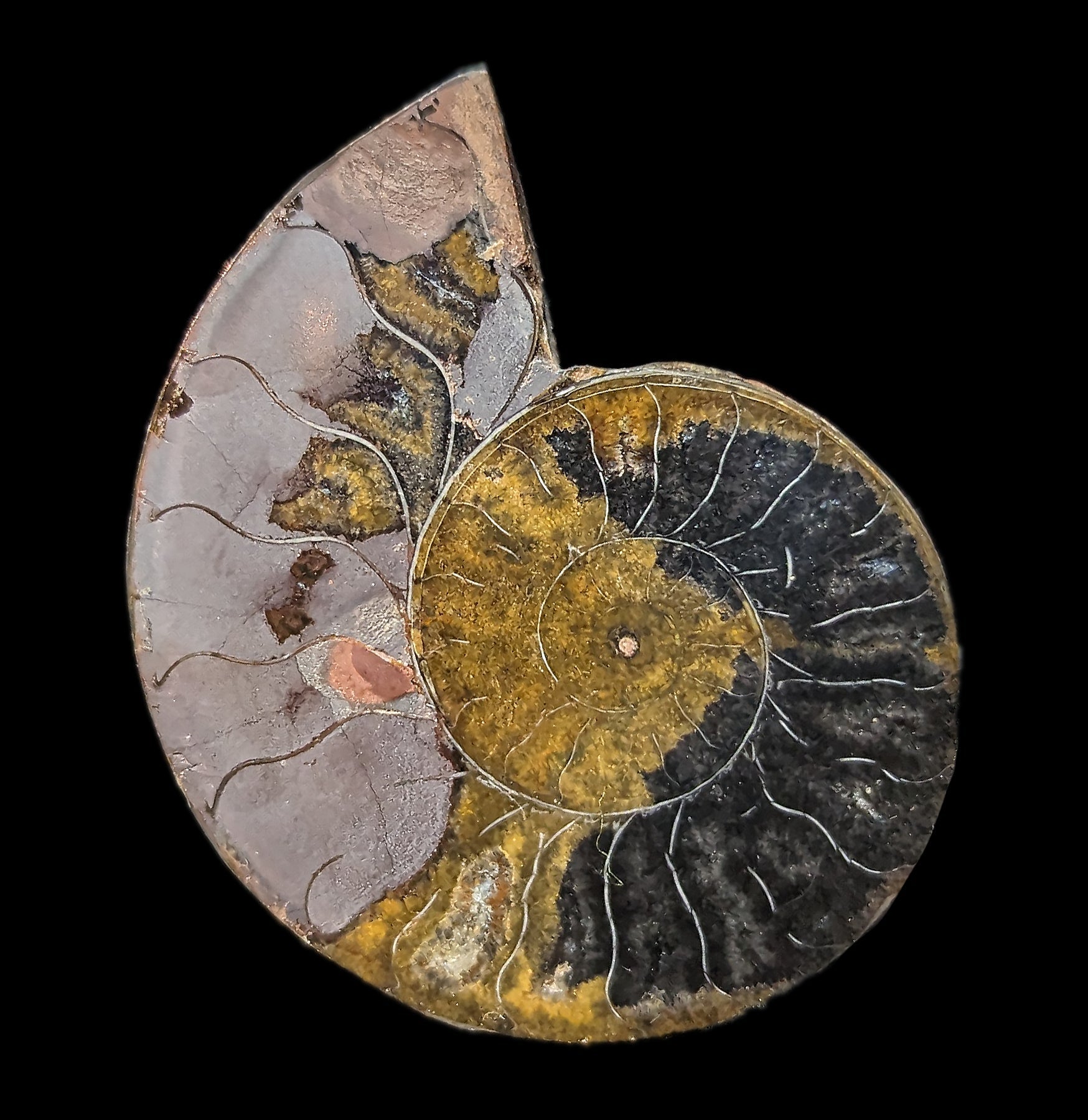 Agatized Black Ammonite Fossil - Rare Natural Gemstone Specimen for Collectors, Jewelry Making & Home Decor