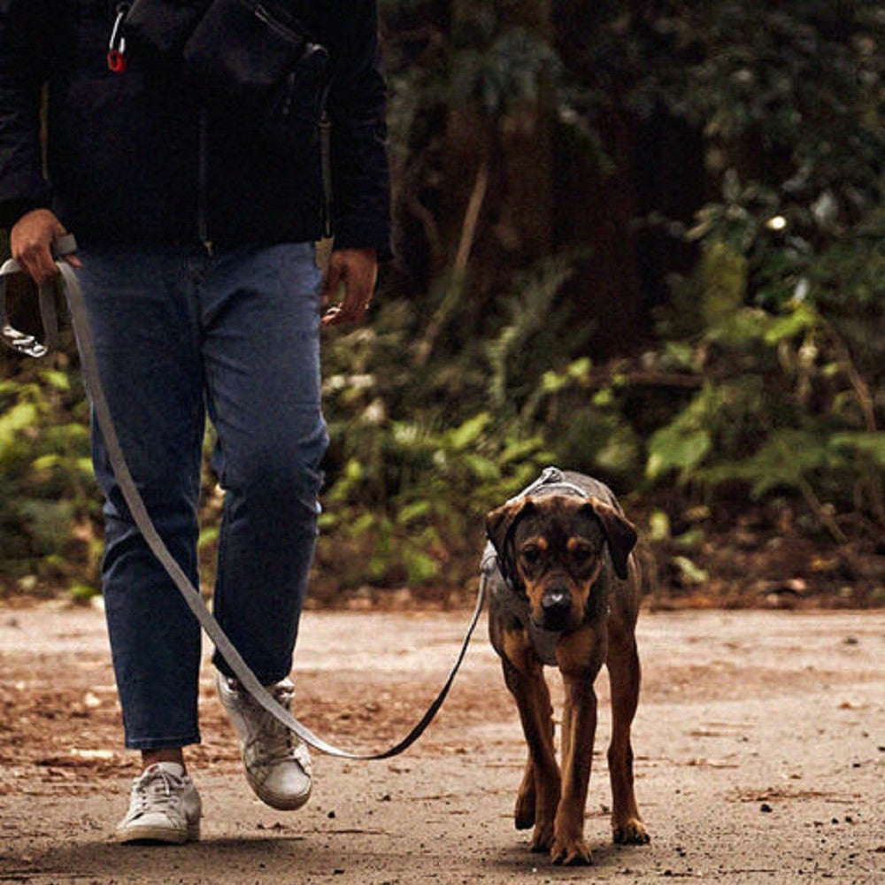 Premium Interlaken G230 Buckle Dog Leash - Heavy Duty Nylon Pet Leash with Adjustable Length for Small, Medium & Large Dogs - Perfect for Walking, Training & Outdoor Adventures