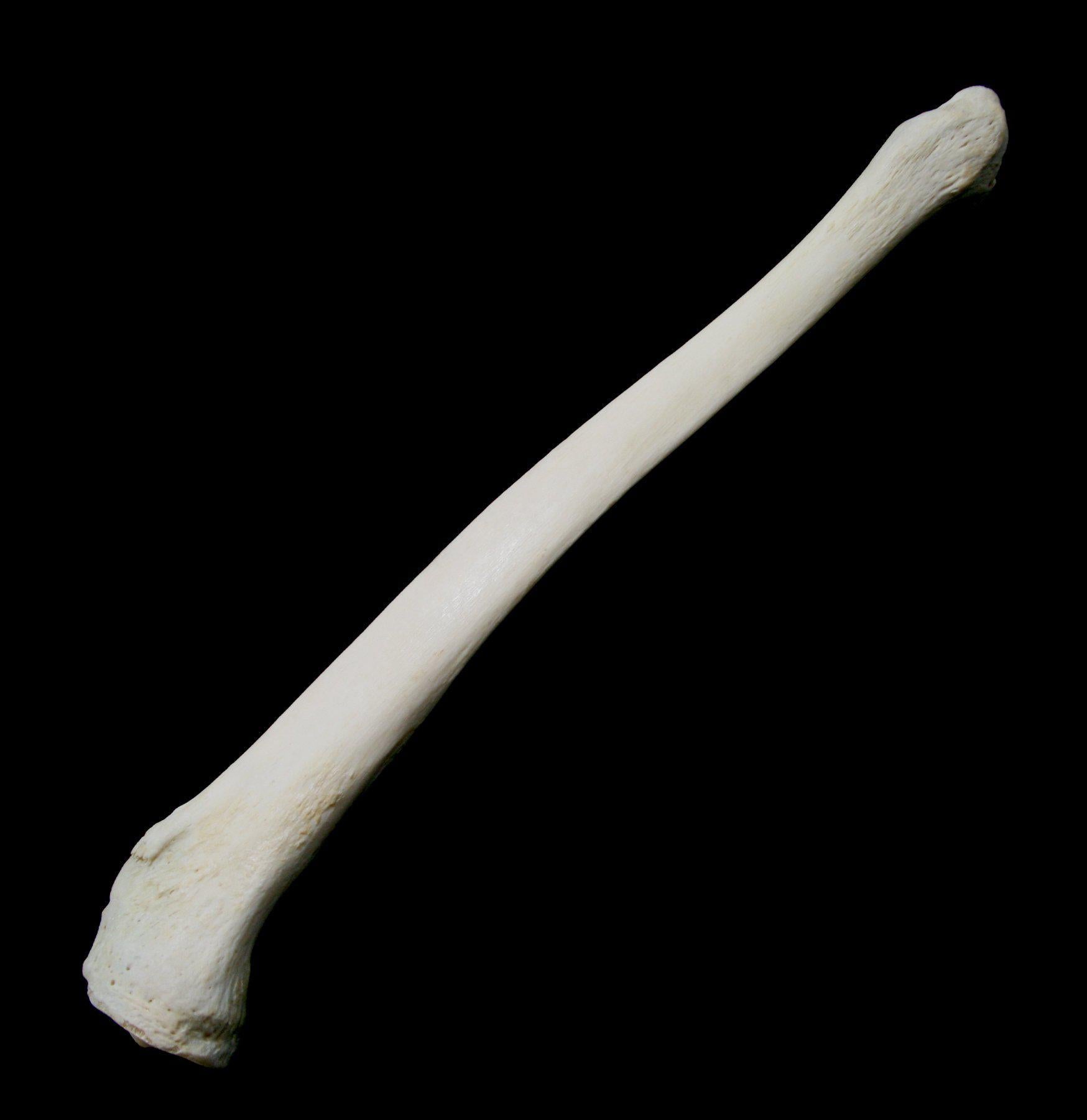Human Tibia Bone Model - Anatomical Replica for Medical Education & Study - Perfect for Classroom, Lab, or Home Learning